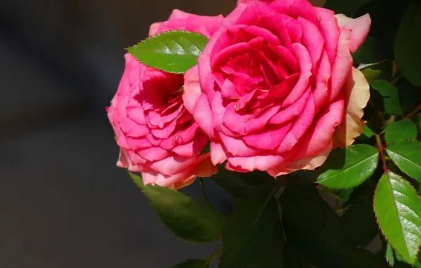 Leaves, roses, Two, pink