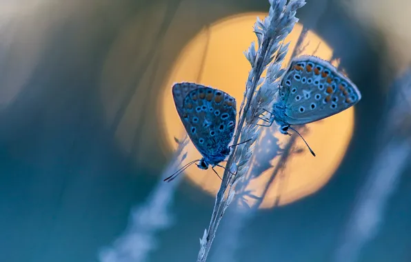 The sun, macro, butterfly, a couple, a blade of grass, Blue