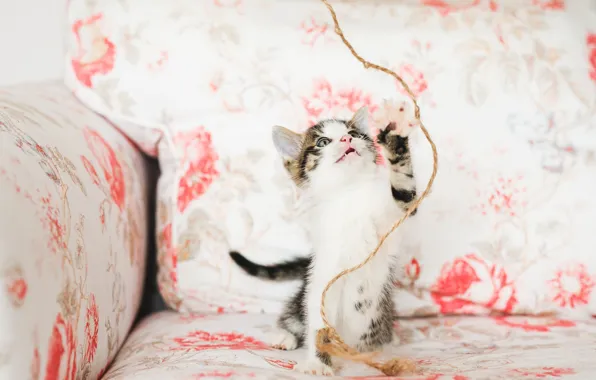 Cat, look, pose, kitty, sofa, the game, legs, rope