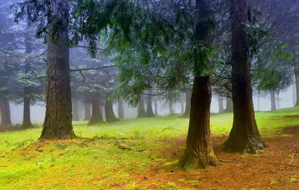 Picture trees, fog, morning, Forest, haze