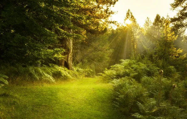 Forest, summer, light