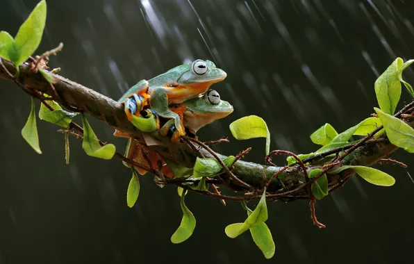 Look, leaves, background, rain, stems, two, frogs, a couple