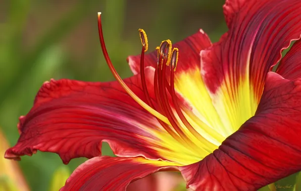 Flower, daylilies, red - yellow