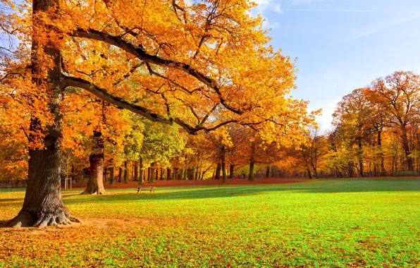 Autumn, trees, Park, falling leaves, bench, the colors of autumn