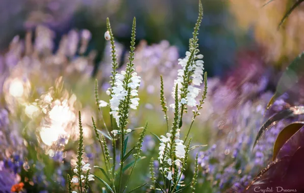 Picture summer, nature, grass, bokeh