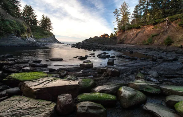 Picture trees, river, stones, moss