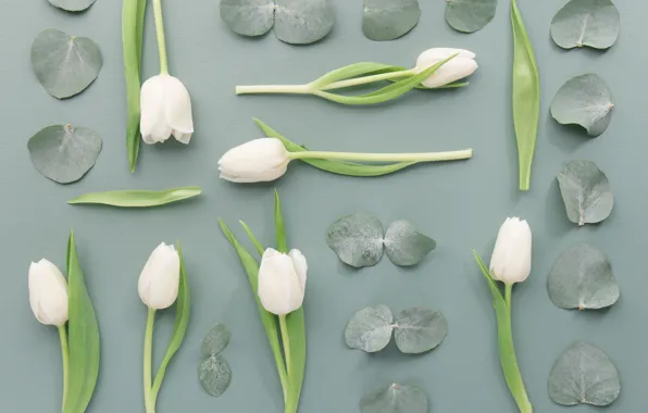 Flowers, Tulips, buds