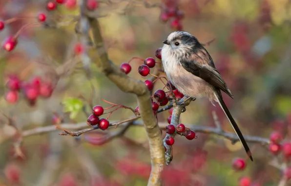 Picture autumn, look, branches, red, berries, background, bird, cute