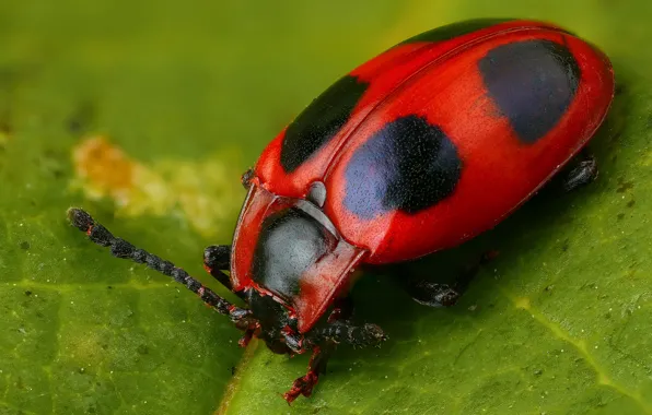 Picture macro, red, green, background, leaf, beetle, insect, spotted