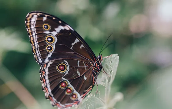 Butterfly, wing, insect, the wing