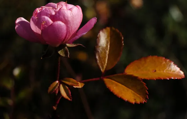 Leaves, macro, flowers, petals, Camellia