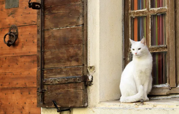 Picture cat, wall, window