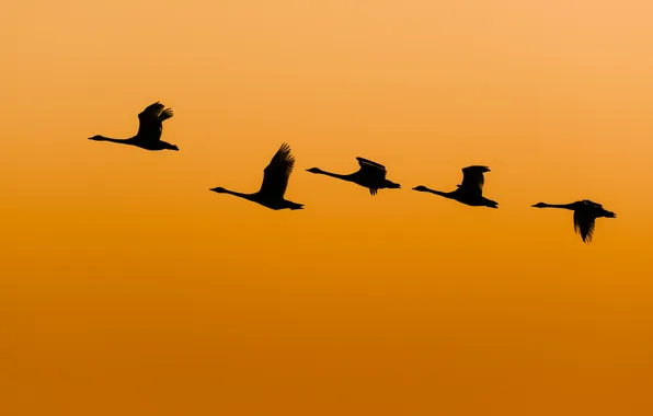 Flight, duck, wings, solar, orange sky, wildlife