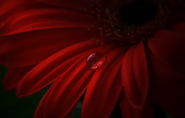 Flower, red, drop, petals, gerbera