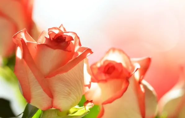 Flowers, background, roses