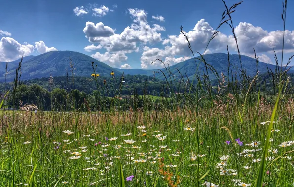 Picture field, flowers, mountains, Czech Republic, Beskydy