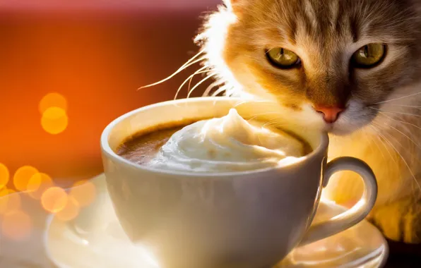 Cat, cat, look, light, pose, coffee, red, mug