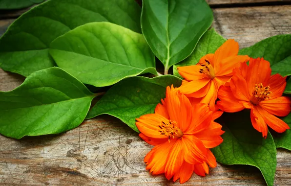 Picture leaves, flowers, petals, orange, kosmeya