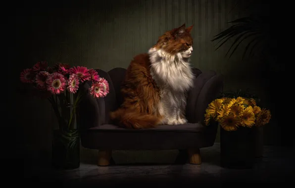 Cat, cat, look, face, flowers, pose, house, the dark background