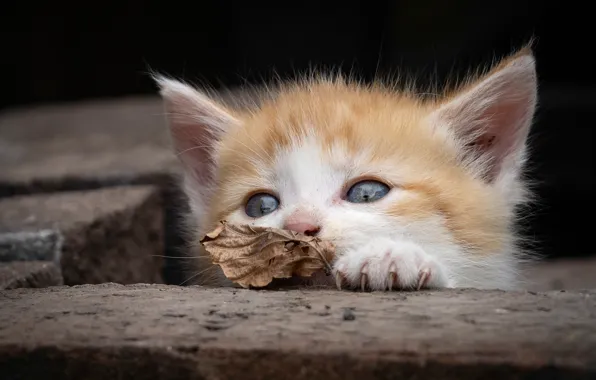 Picture red, muzzle, leaf, kitty