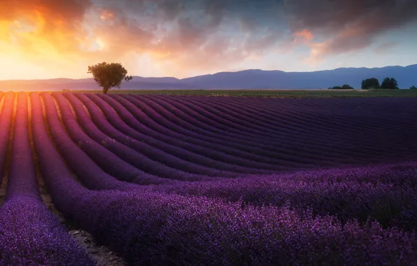 Picture field, the sun, trees, lavender