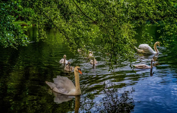 Picture greens, summer, water, trees, branches, nature, lake, pond