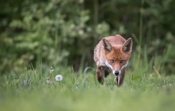 Picture summer, nature, Fox