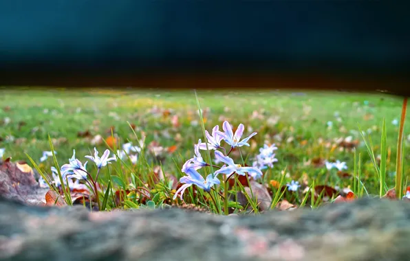 Picture grass, flowers, nature, glade, focus