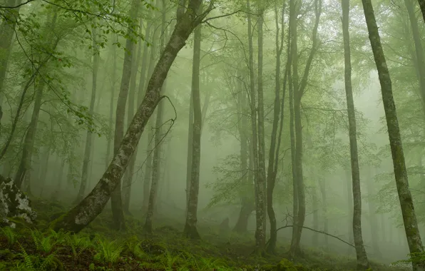 Picture forest, nature, spring, green haze