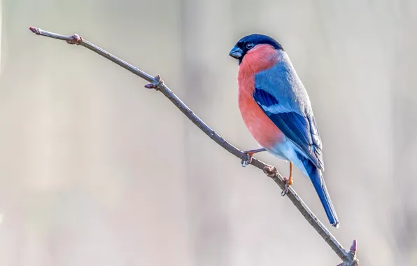 Bird, branch, profile, light background, bullfinch, bokeh