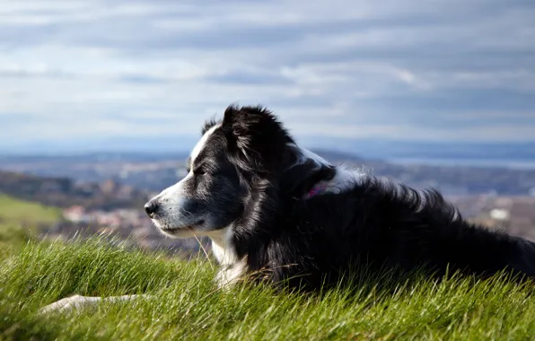 The sky, grass, dog