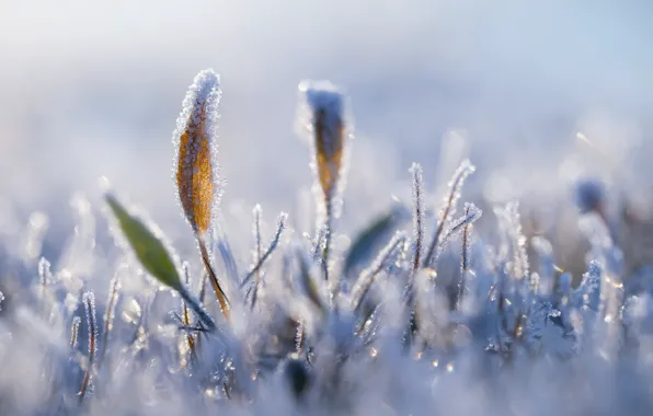 Picture winter, frost, grass