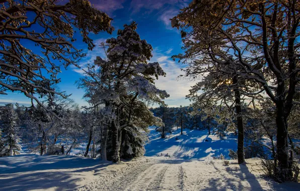 Picture winter, the sun, Norway, Winter Wonder Land