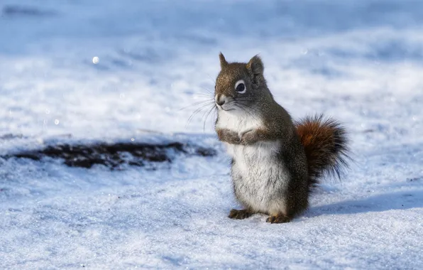 Winter, look, snow, nature, pose, shadow, protein, grey