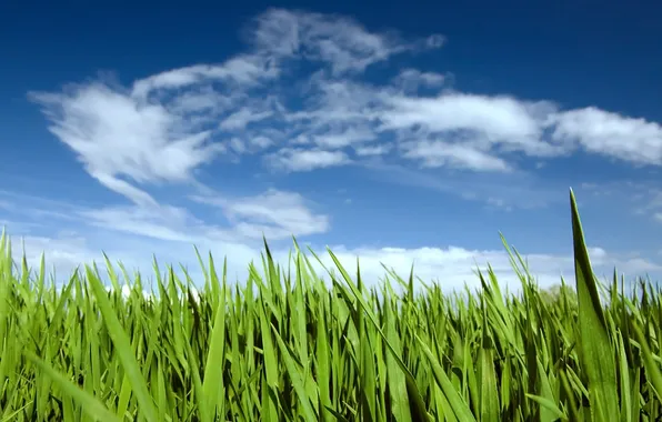 Picture Nature, Clouds, Sky, Grass