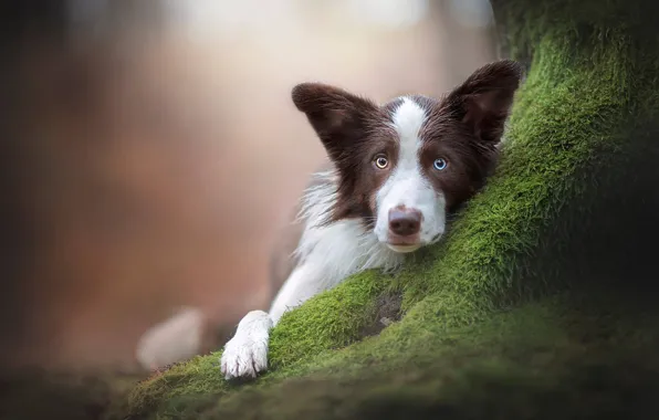 Picture look, face, moss, dog, bokeh, The border collie