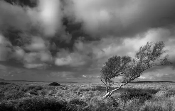 Picture the steppe, tree, the wind