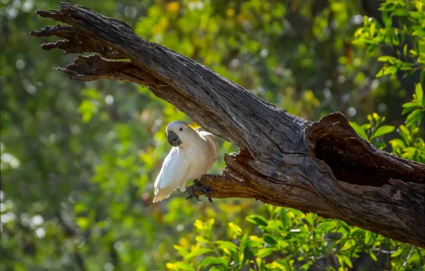 Greens, tree, bird, parrot, bokeh