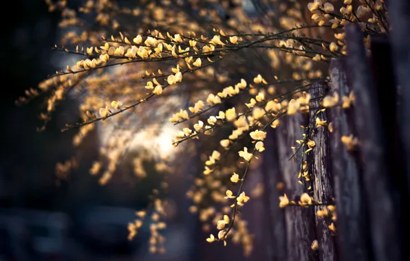 Picture macro, flowers, photo, background, branch, Wallpaper, the fence, plant