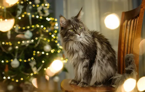 Picture cat, look, chair, Maine Coon, Irina Salina