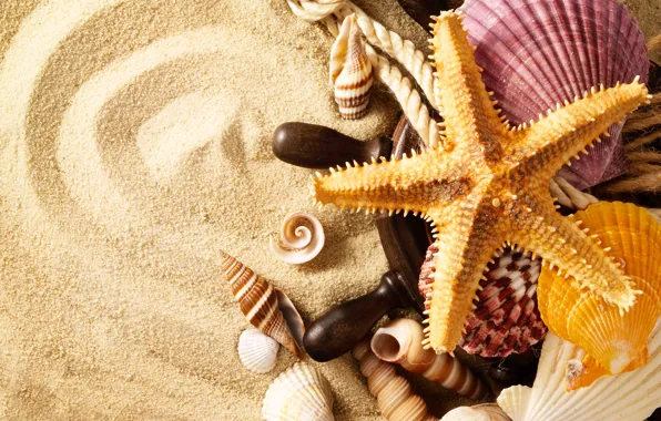 Sand, summer, rope, shell, starfish