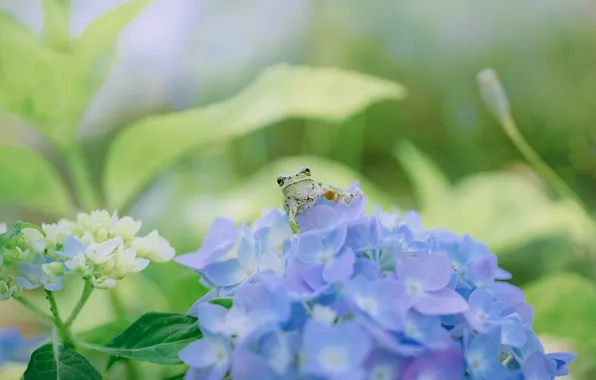 Picture greens, summer, leaves, macro, flowers, blue, frog, garden