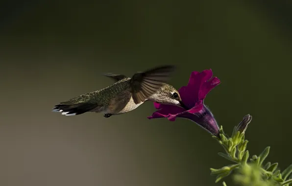 Picture flower, macro, bird, Hummingbird, Petunia