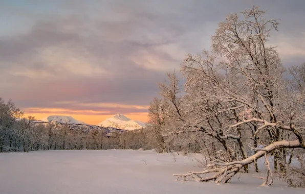 Winter, snow, trees, mountains, Norway, Norway, Troms, Troms