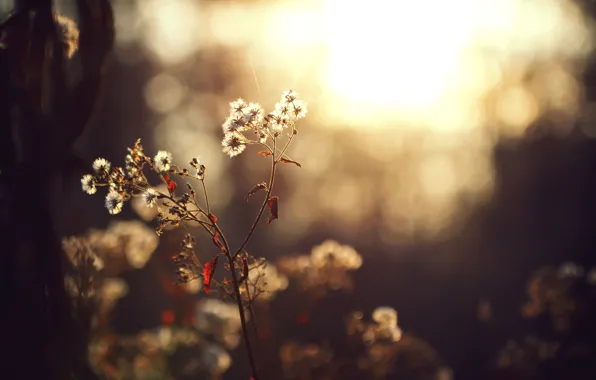 The sun, trees, plant