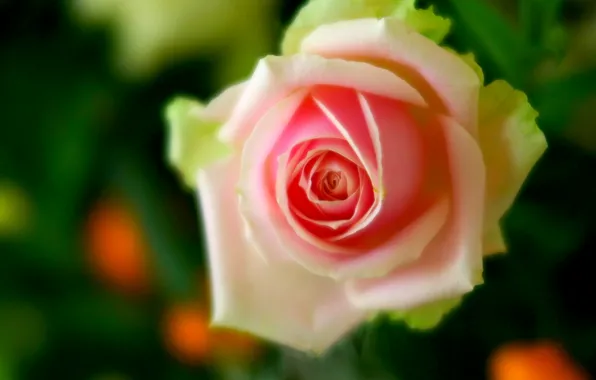 Picture macro, rose, petals, Bud