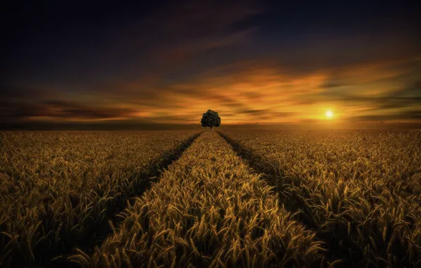 Wheat, field, sunset, tree, Saydani Hmetosche