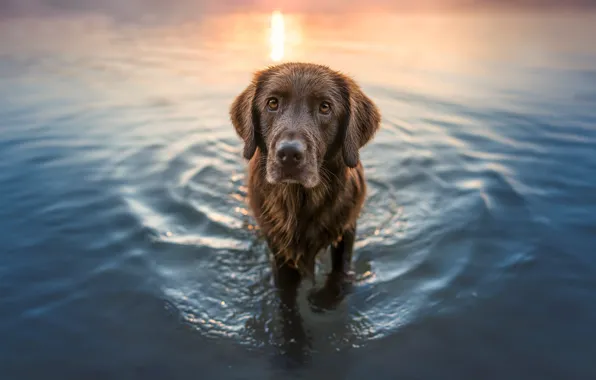 Look, pose, dog, bathing, face, pond, Retriever