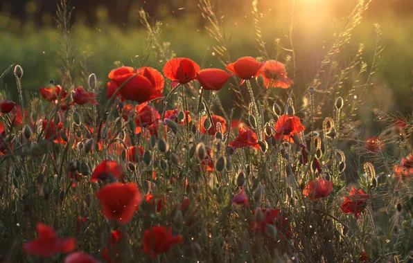 Light, flowers, Maki, meadow, red, buds, bokeh, blade