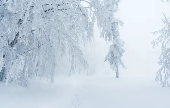 Winter, snow, fog